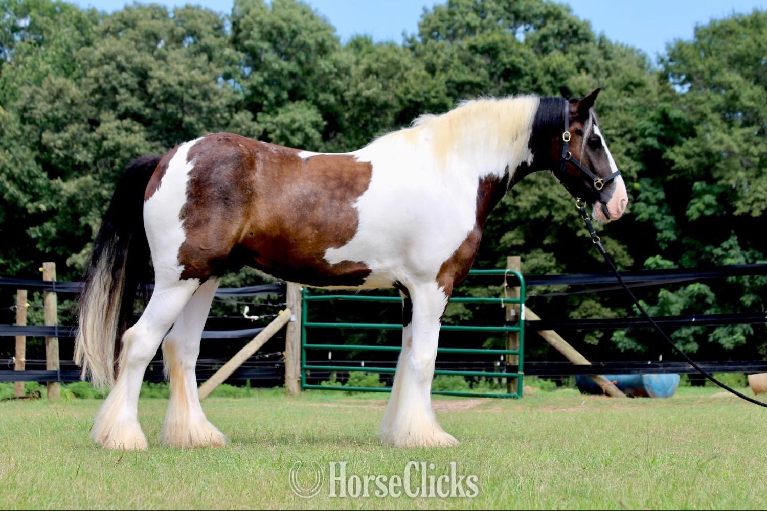 "Fennigan" Piebald Gelding Gypsy Vanner Georgia