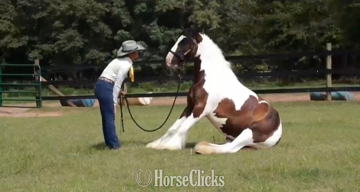 Gypsy Vanner - "Fennigan" Piebald Gelding Gypsy Vanner in Georgia