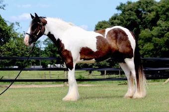 "Fennigan" Piebald Gelding Gypsy Vanner