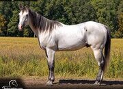 "Boyd" Grey Gelding Quarter Horse