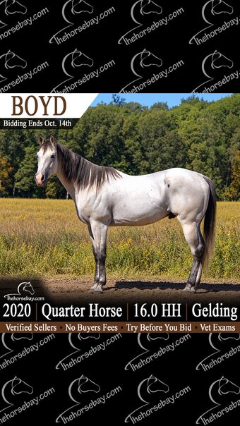 "Boyd" Grey Gelding Quarter Horse
