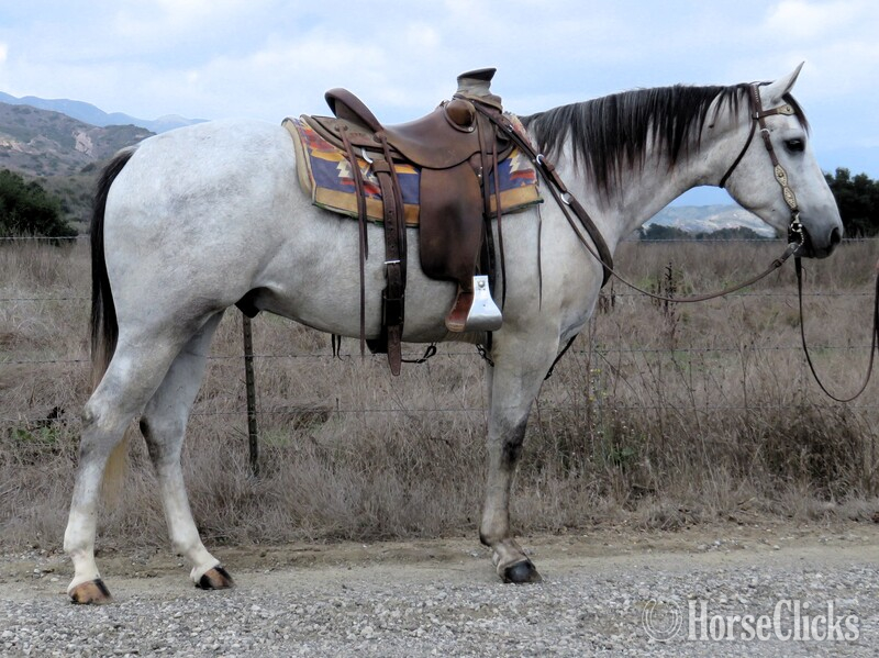"BOXBAR STORM" Grey Gelding Quarter Horse in California