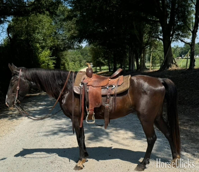 "King Jimmy" Black Gelding Kentucky Mountain in Georgia