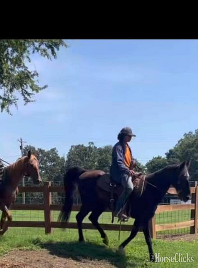 "King Jimmy" Black Gelding Kentucky Mountain