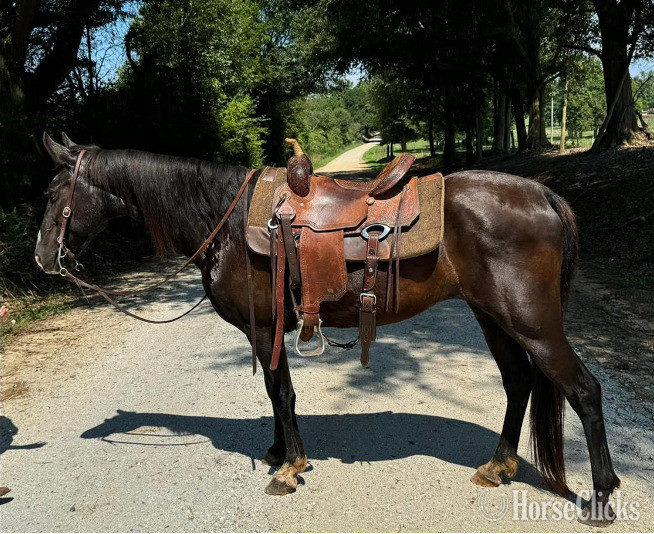 Georgia "King Jimmy" Black Gelding Kentucky Mountain