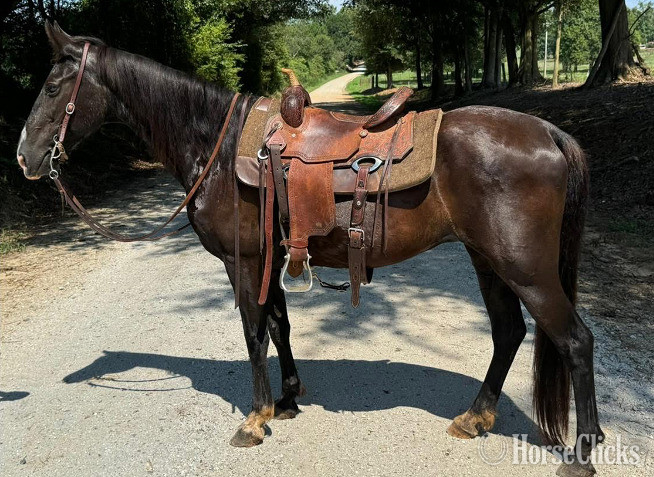 "King Jimmy" Black Gelding Kentucky Mountain - Kentucky Mountain in Georgia