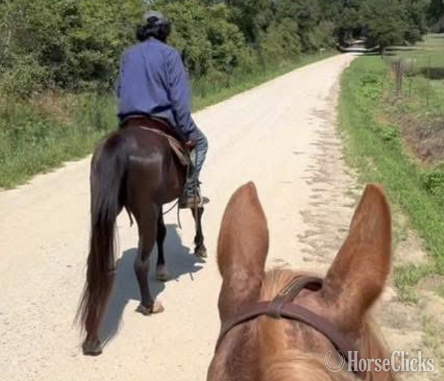 "King Jimmy" Black Gelding Kentucky Mountain - Kentucky Mountain