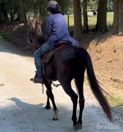 "King Jimmy" Black Gelding Kentucky Mountain Georgia