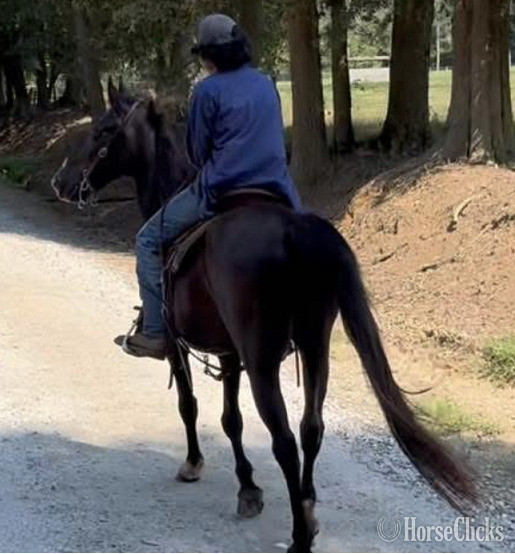 Kentucky Mountain - "King Jimmy" Black Gelding Kentucky Mountain in Georgia