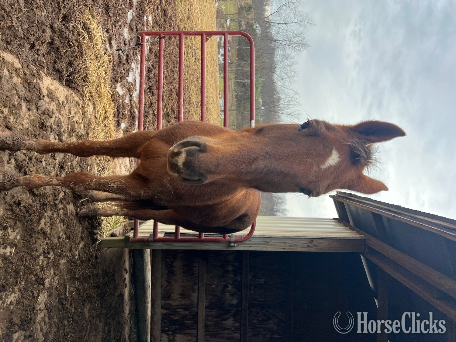 "Lefty" Chestnut Gelding American Saddlebred