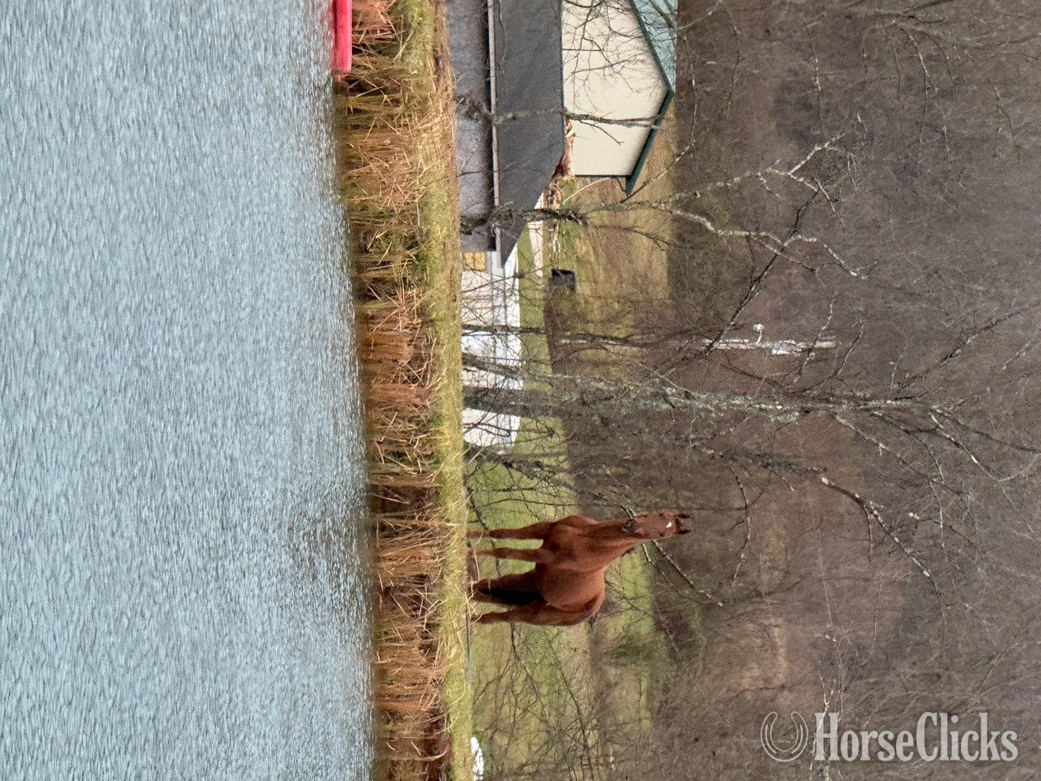 Ohio "Lefty" Chestnut Gelding American Saddlebred