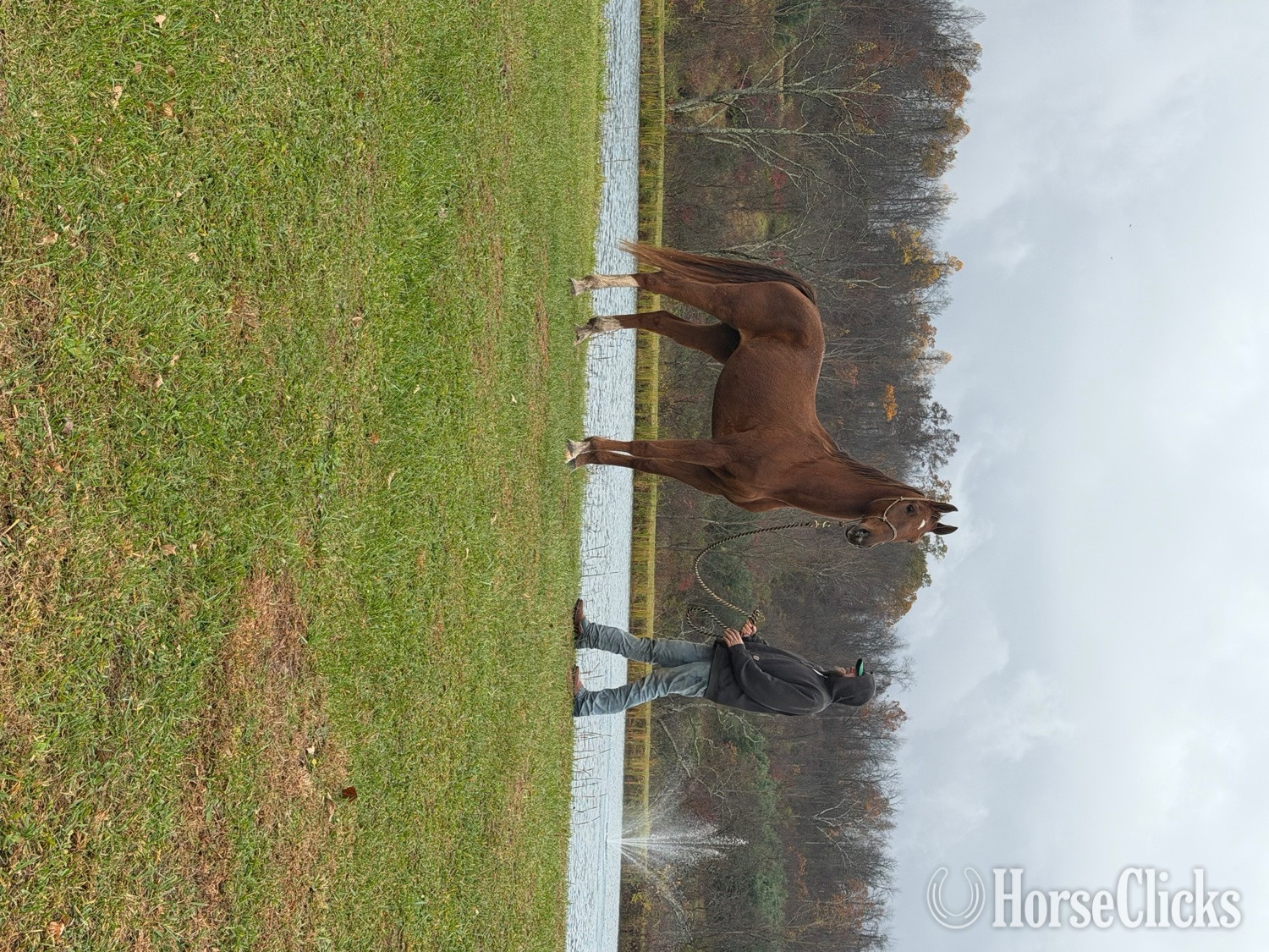 "Lefty" Chestnut Gelding American Saddlebred - American Saddlebred in Ohio
