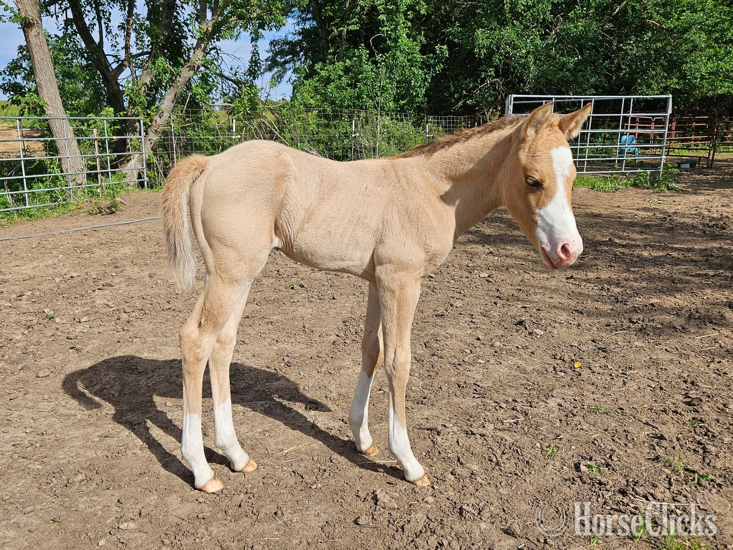 "Barn name: Slayer" Dun Colt Quarter Horse in Kansas