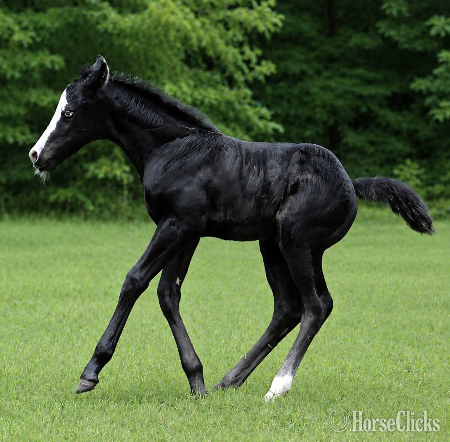 "BLACK VOODOO DR X SHADOW BLAST WHIZ" Black Filly Quarter Horse in Texas
