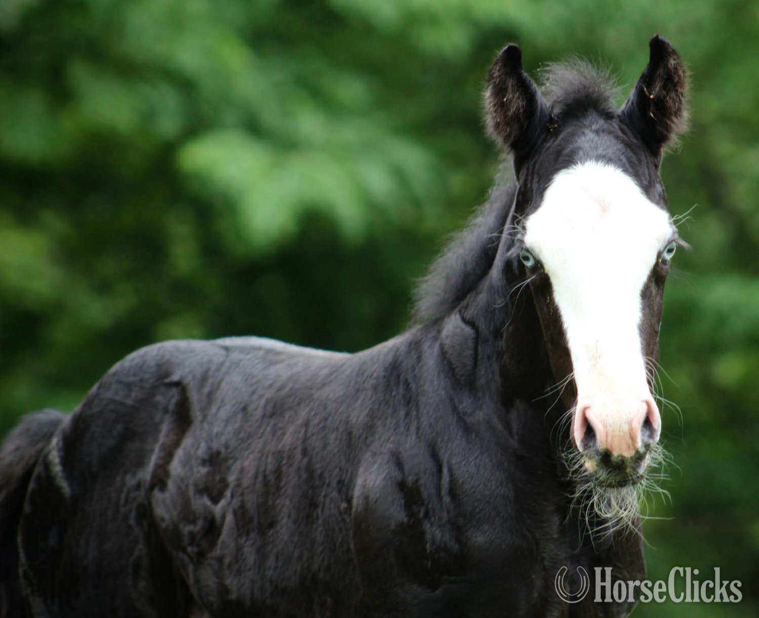 "BLACK VOODOO DR X SHADOW BLAST WHIZ" Black Filly Quarter Horse