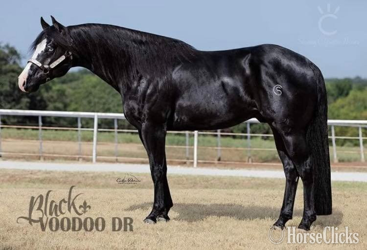 Texas "BLACK VOODOO DR X SHADOW BLAST WHIZ" Black Filly Quarter Horse