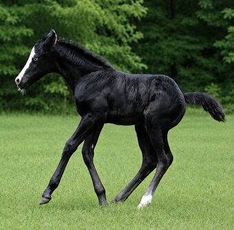 "BLACK VOODOO DR X SHADOW BLAST WHIZ" Black Filly Quarter Horse