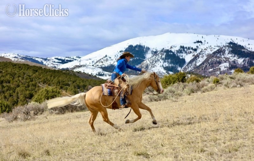 "Drago" Palomino Gelding Quarter Horse in Utah