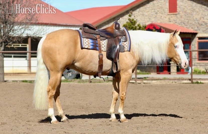 "Drago" Palomino Gelding Quarter Horse