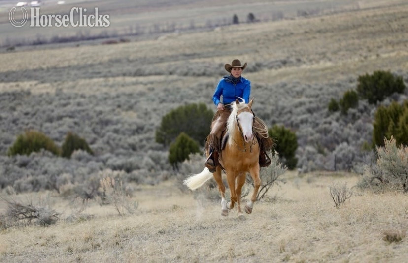 Utah "Drago" Palomino Gelding Quarter Horse