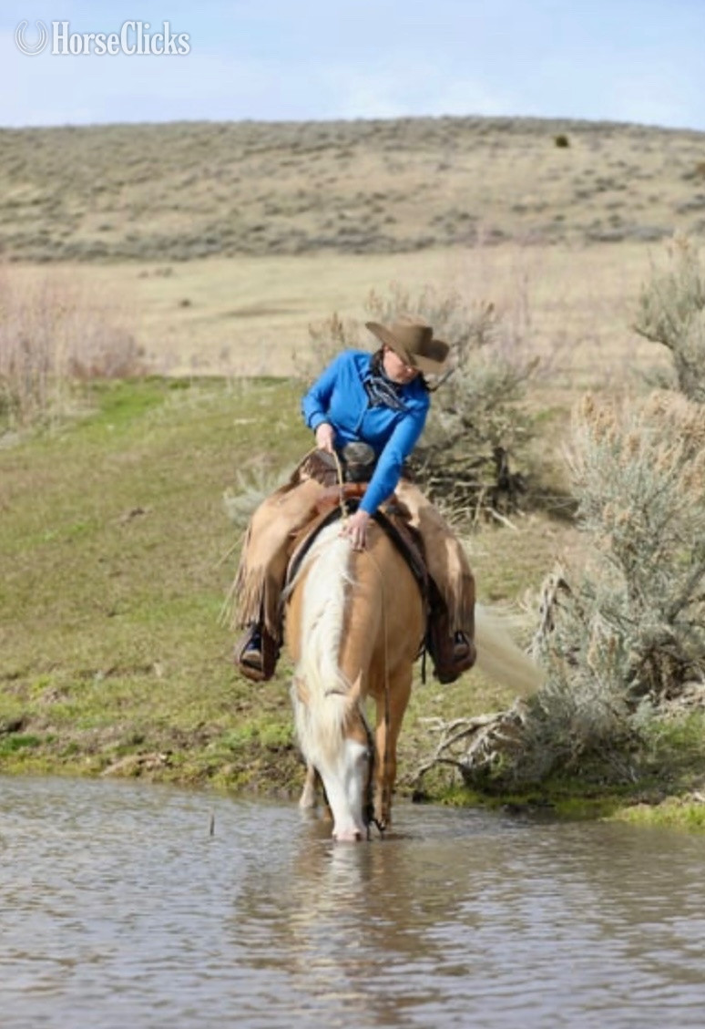 "Drago" Palomino Gelding Quarter Horse - Quarter Horse in Utah