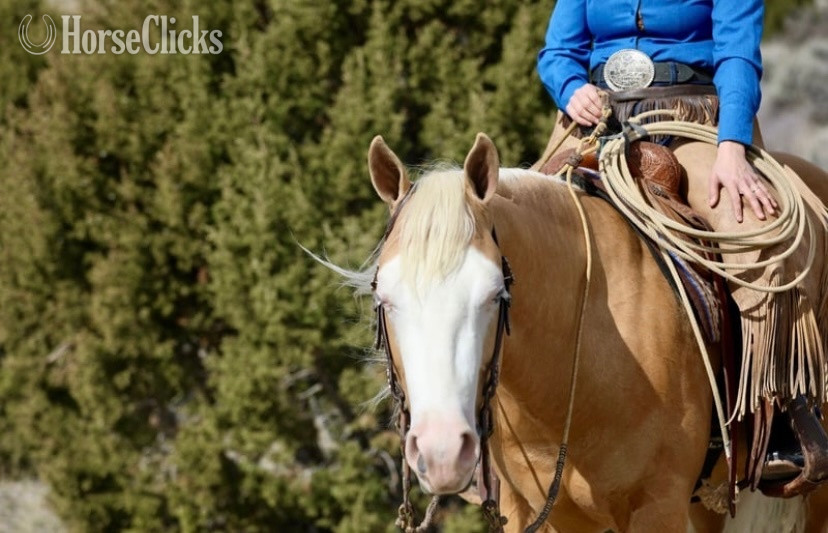 "Drago" Palomino Gelding Quarter Horse - Quarter Horse