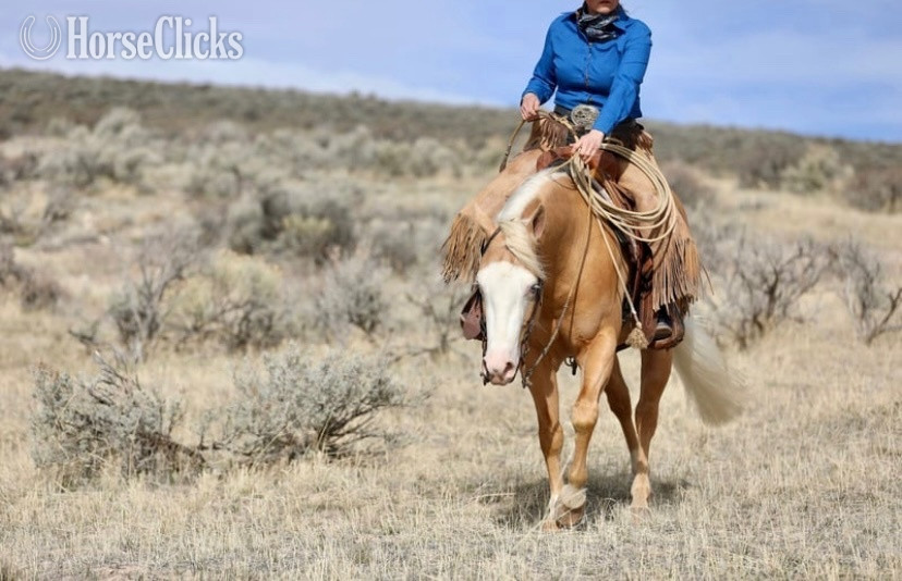 "Drago" Palomino Gelding Quarter Horse Utah