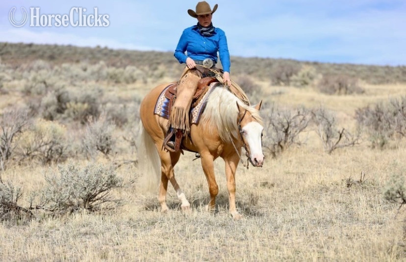 Quarter Horse - "Drago" Palomino Gelding Quarter Horse in Utah