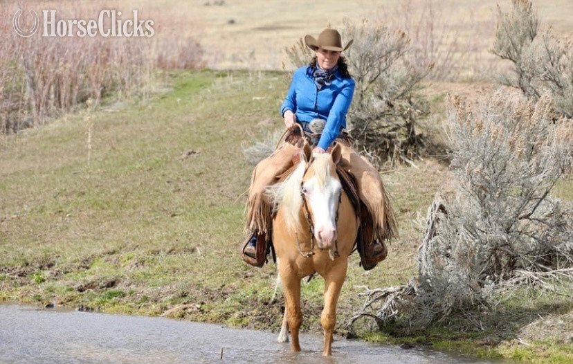 Quarter Horse - "Drago" Palomino Gelding Quarter Horse
