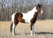 "KEMMER'S CHISUM" Tabiano Gelding Missouri Fox Trotter