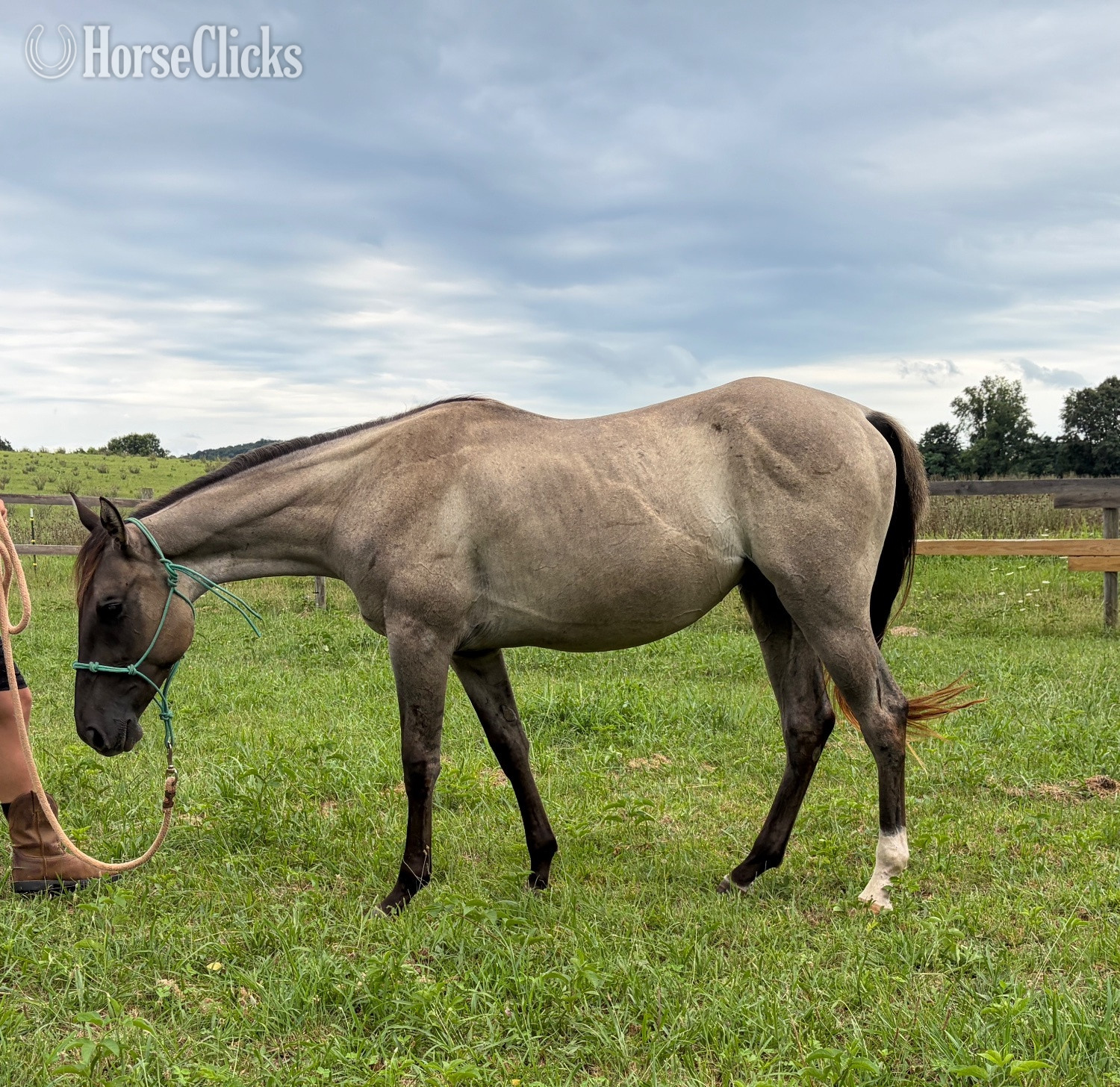 "IC Whiskey Money" Grullo Gelding Quarter Horse in Kentucky