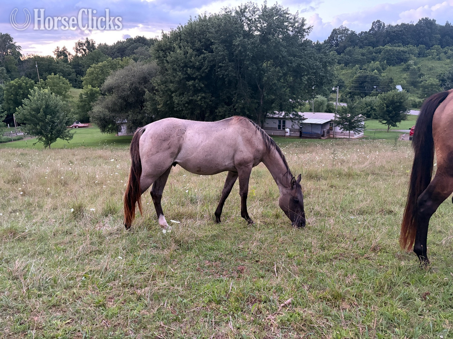 Kentucky "IC Whiskey Money" Grullo Gelding Quarter Horse