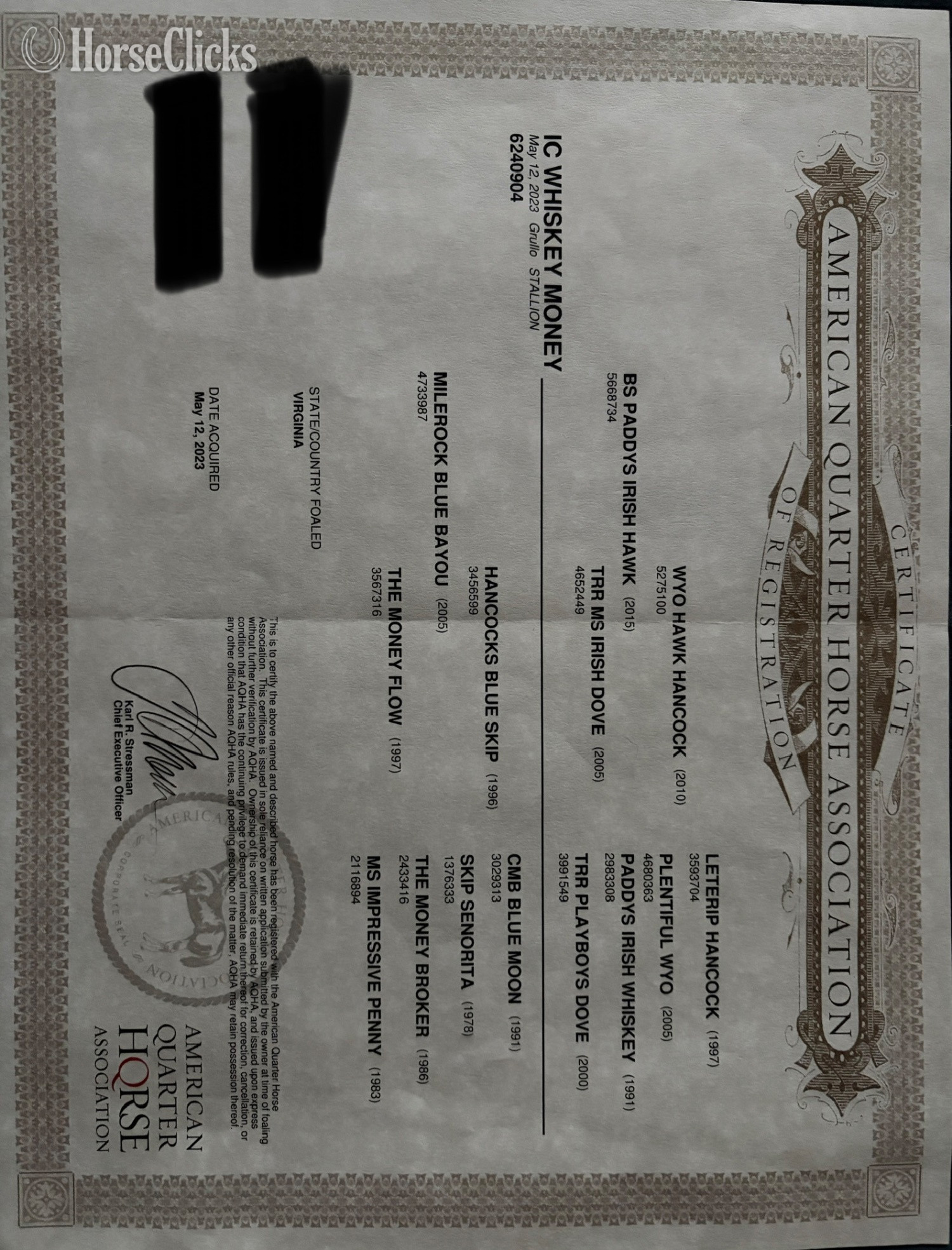 "IC Whiskey Money" Grullo Gelding Quarter Horse - Quarter Horse in Kentucky