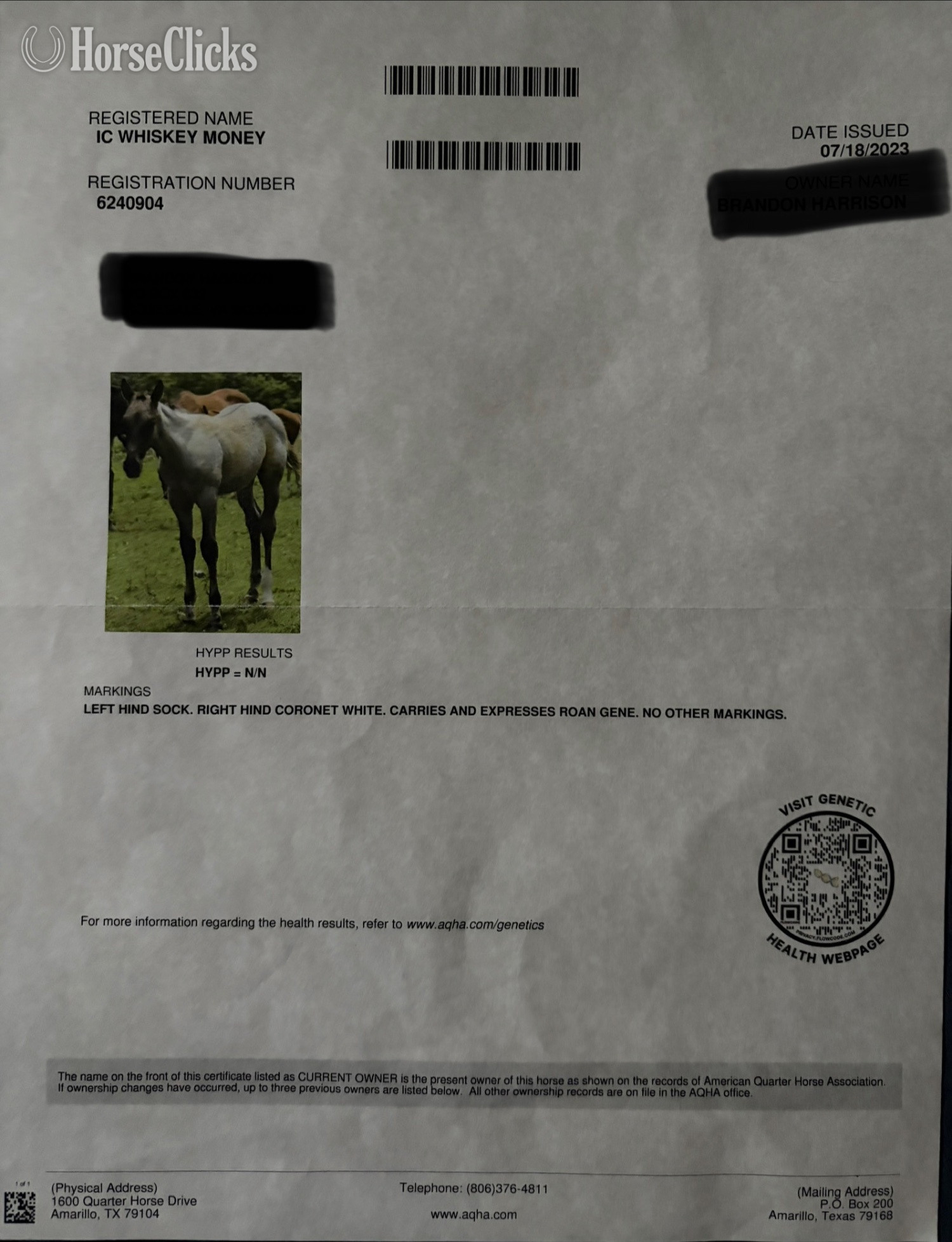 "IC Whiskey Money" Grullo Gelding Quarter Horse - Quarter Horse