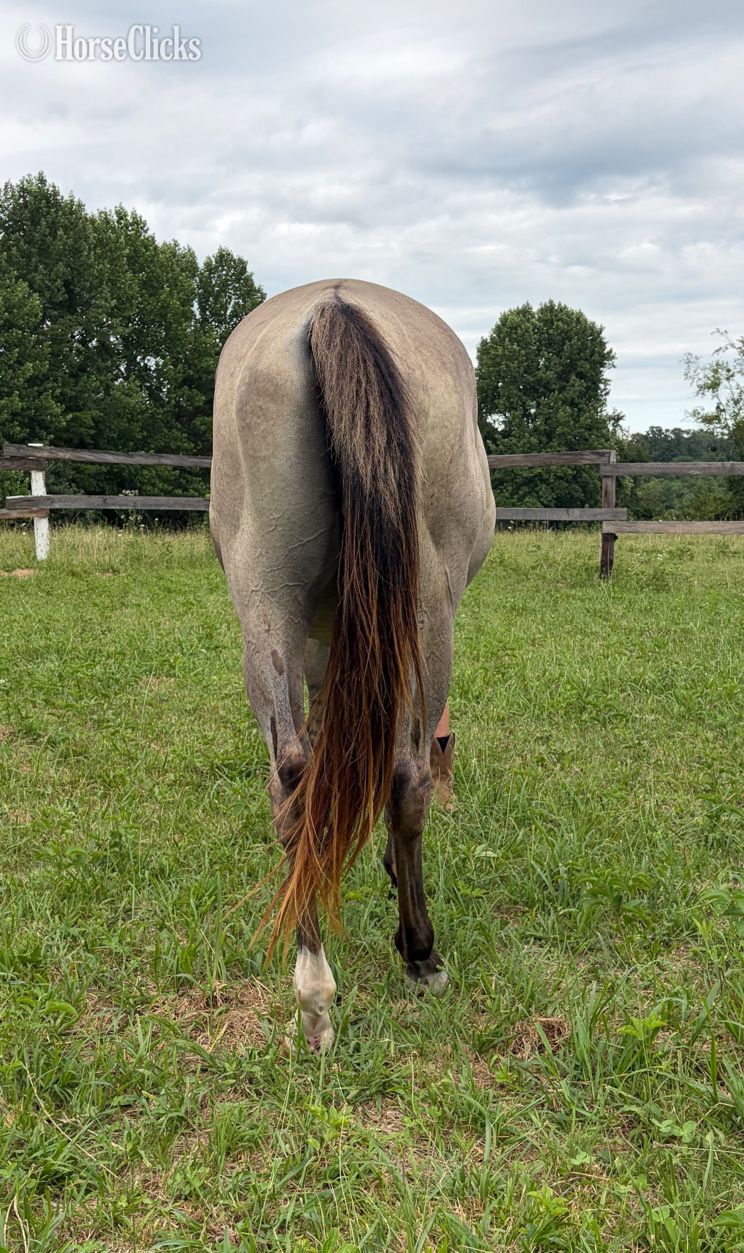 Quarter Horse - "IC Whiskey Money" Grullo Gelding Quarter Horse in Kentucky