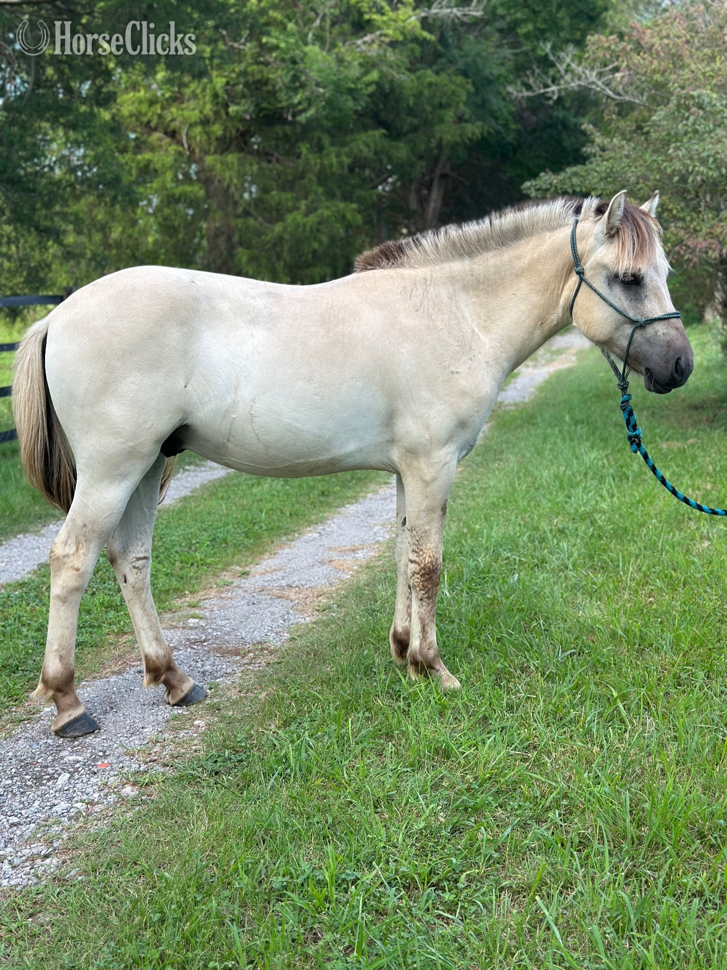"Oslo" Grey Gelding Fjord in Tennessee