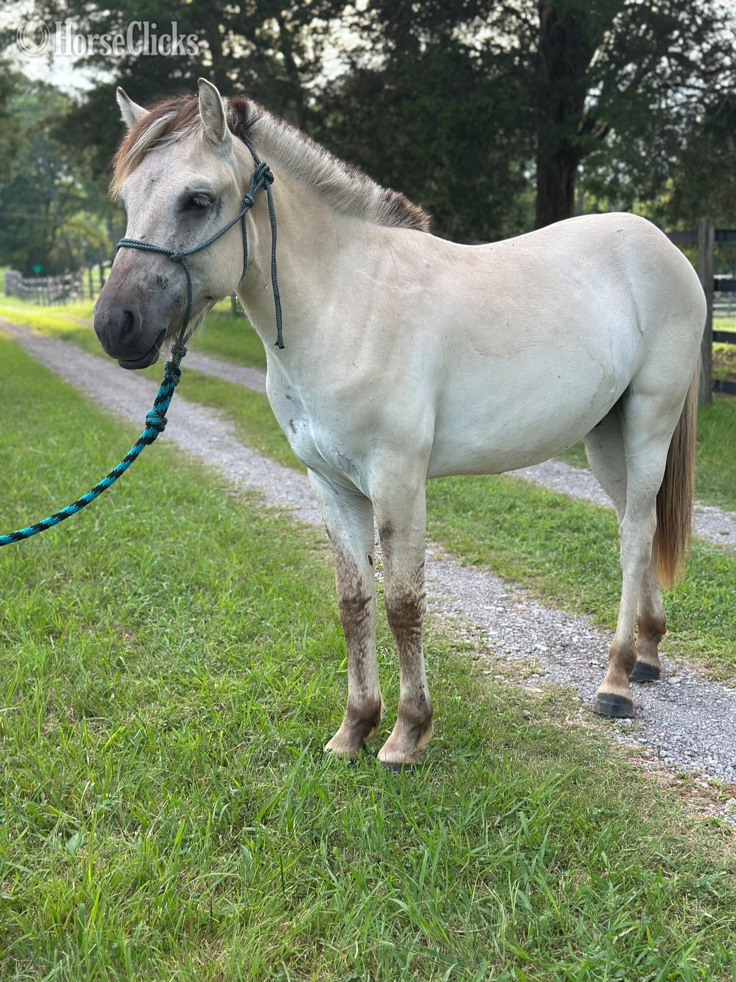 "Oslo" Grey Gelding Fjord