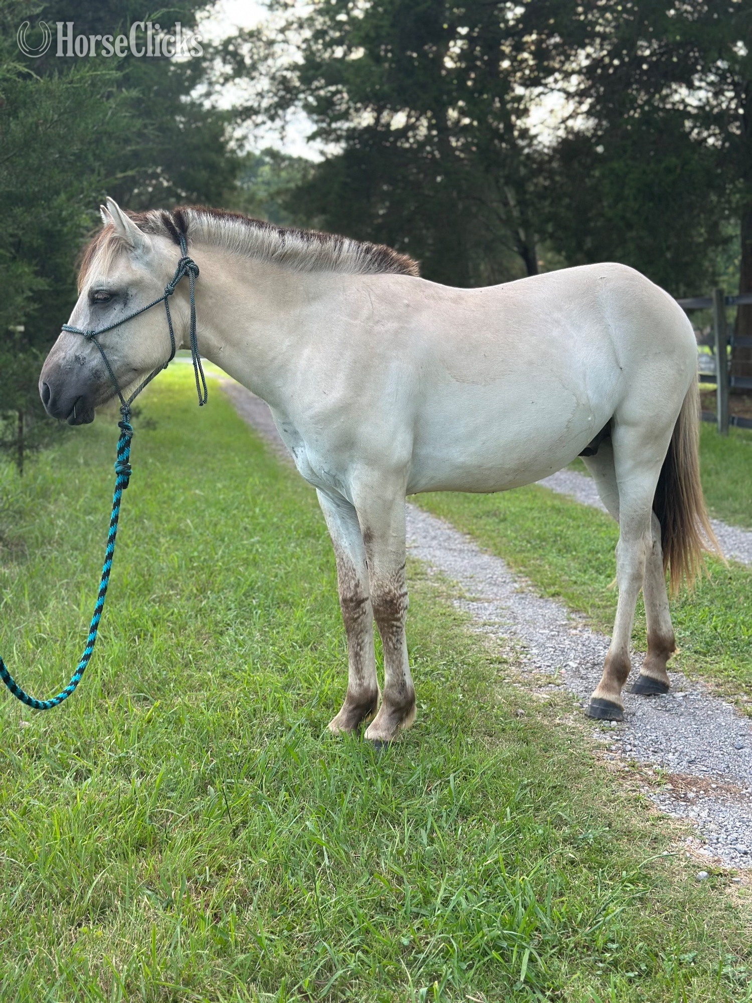 Tennessee "Oslo" Grey Gelding Fjord