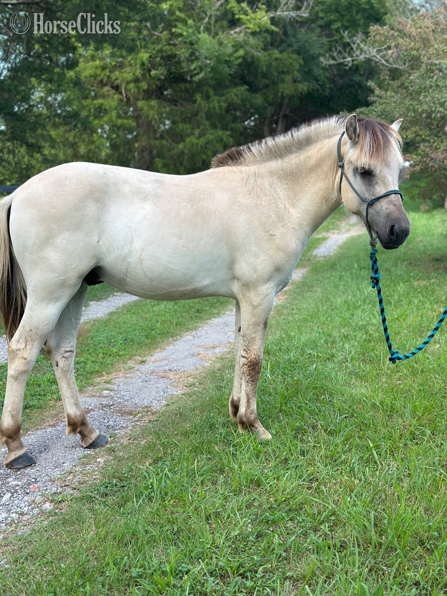"Oslo" Grey Gelding Fjord - Fjord in Tennessee