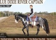 "Captain" Blue Roan Gelding Tennessee Walker