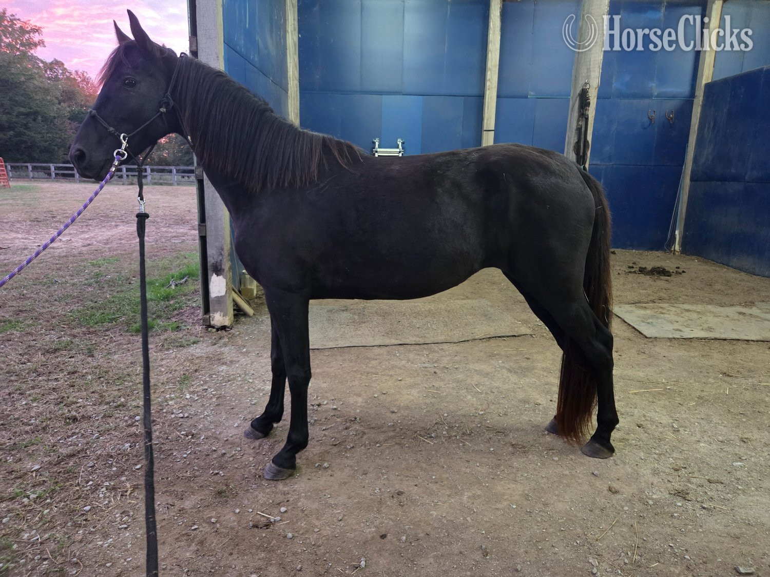 "Onyx " Black Mare Tennessee Walker in Tennessee
