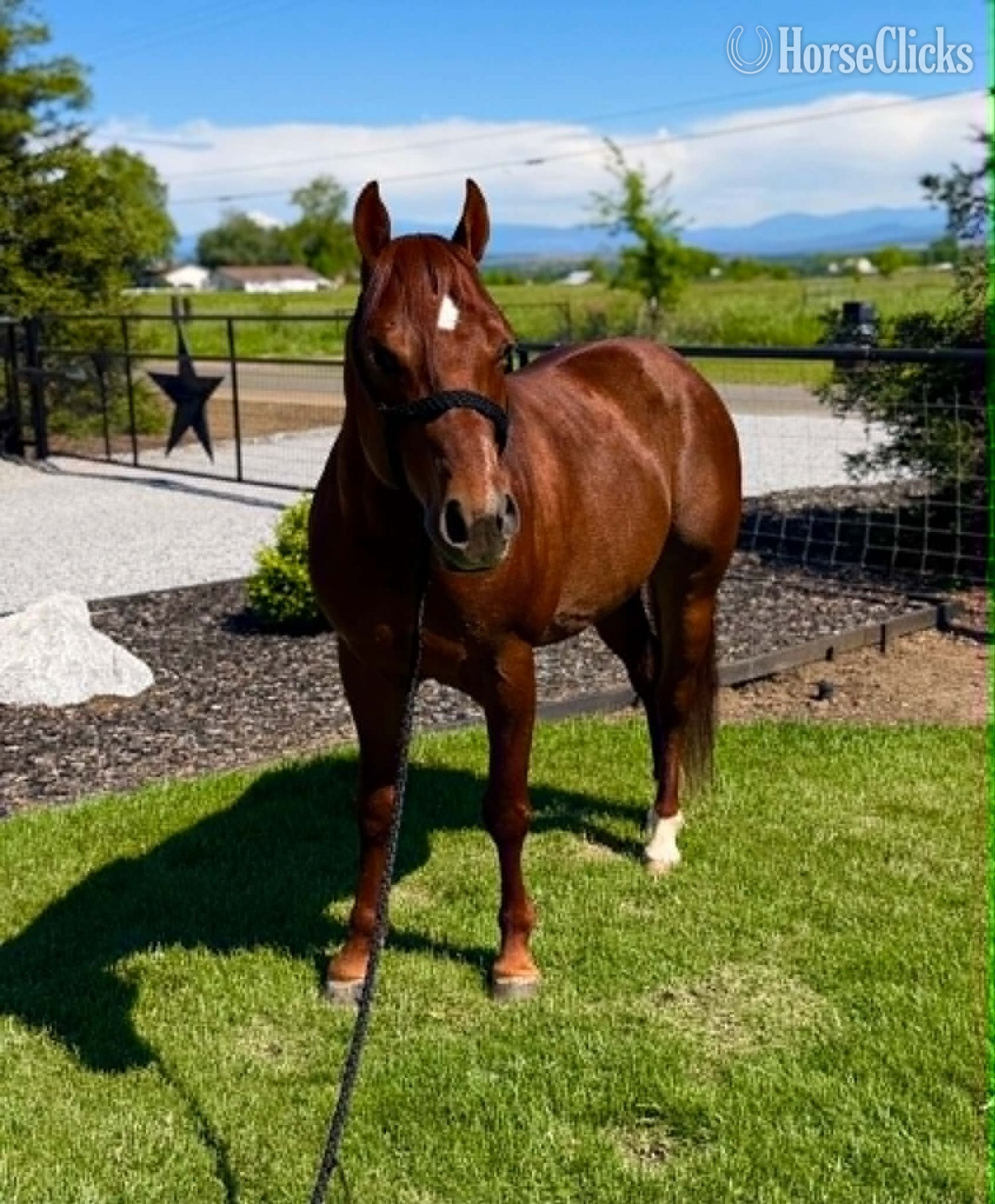 "Coxdean" Sorrel Gelding Appendix in Florida