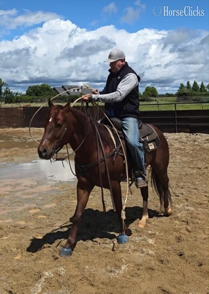 "Coxdean" Sorrel Gelding Appendix