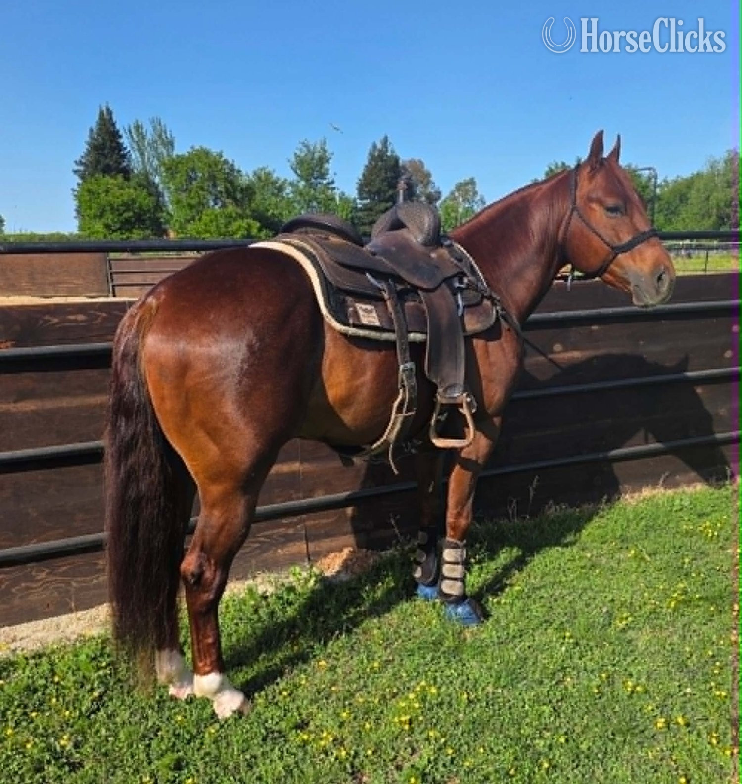 Florida "Coxdean" Sorrel Gelding Appendix