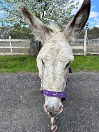 "Peter " Spotted Stallion Donkey