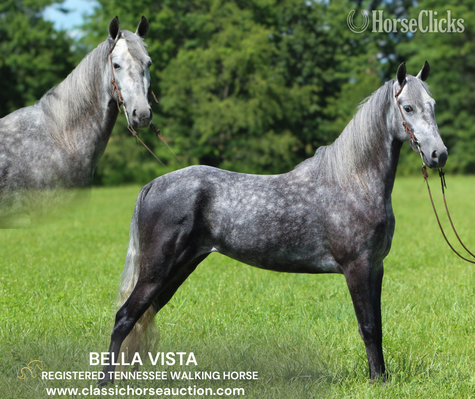 "BELLA VISTA" Grey Gelding Tennessee Walker in Kentucky
