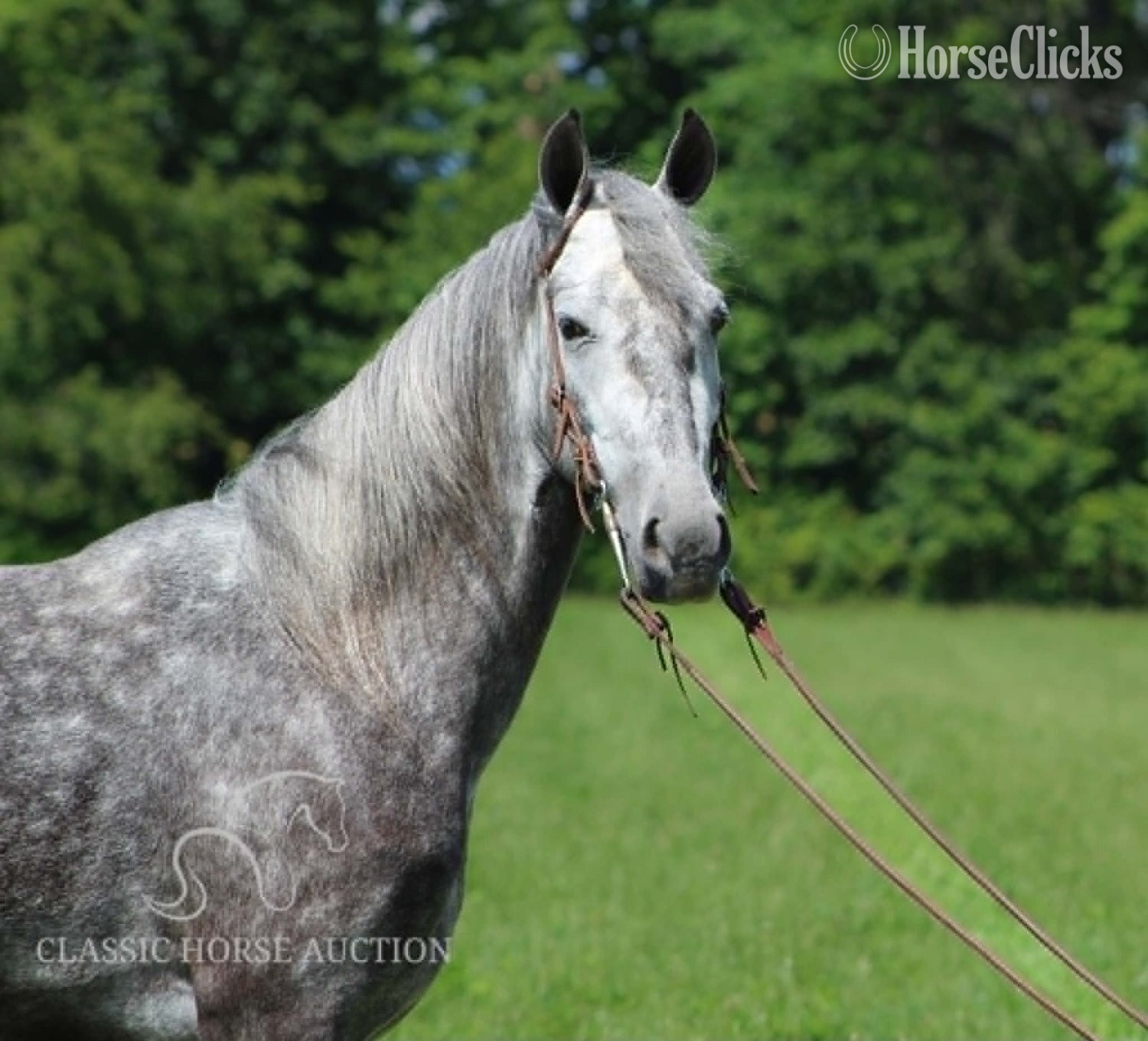 "BELLA VISTA" Grey Gelding Tennessee Walker