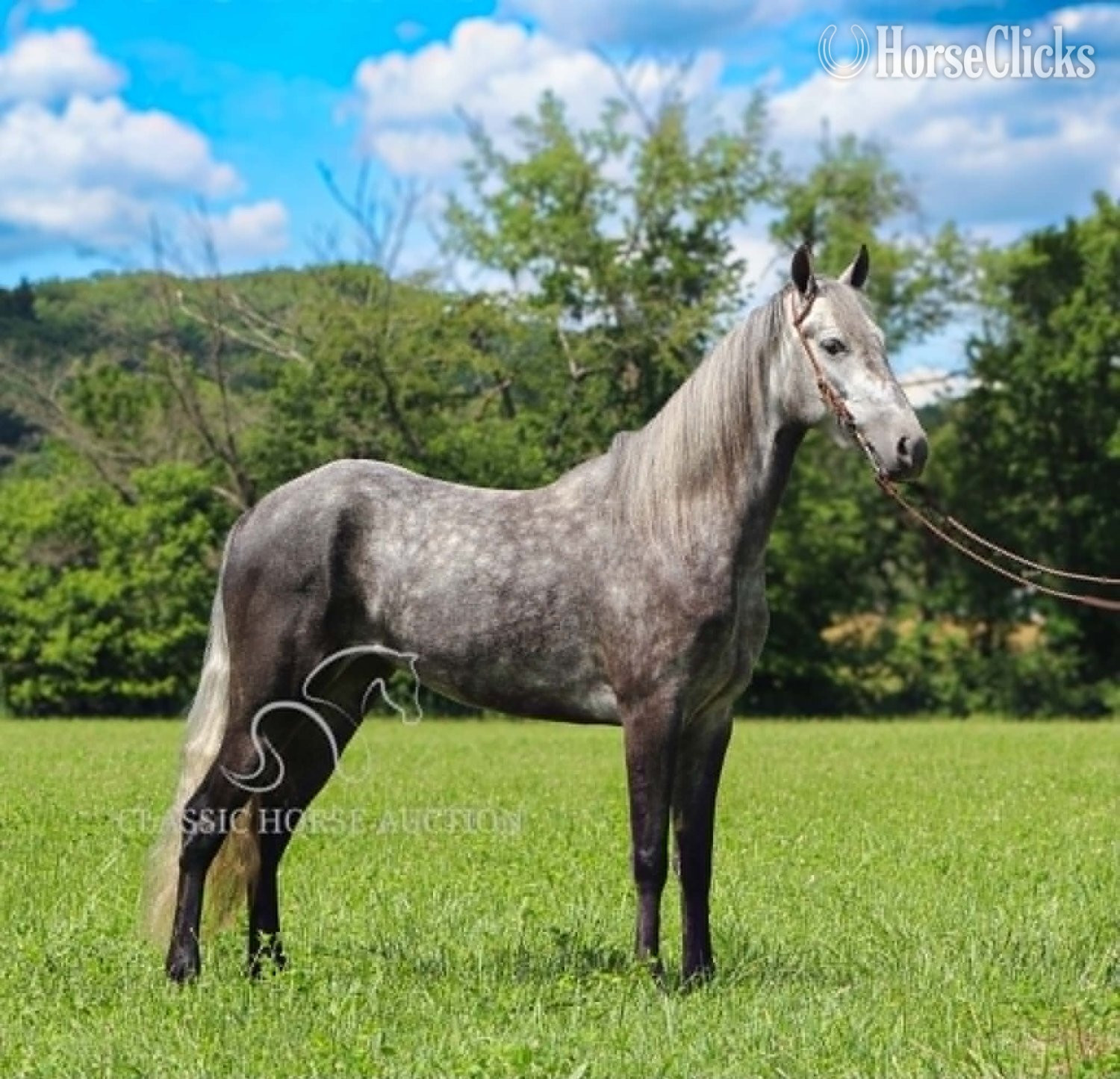 "BELLA VISTA" Grey Gelding Tennessee Walker - Tennessee Walker