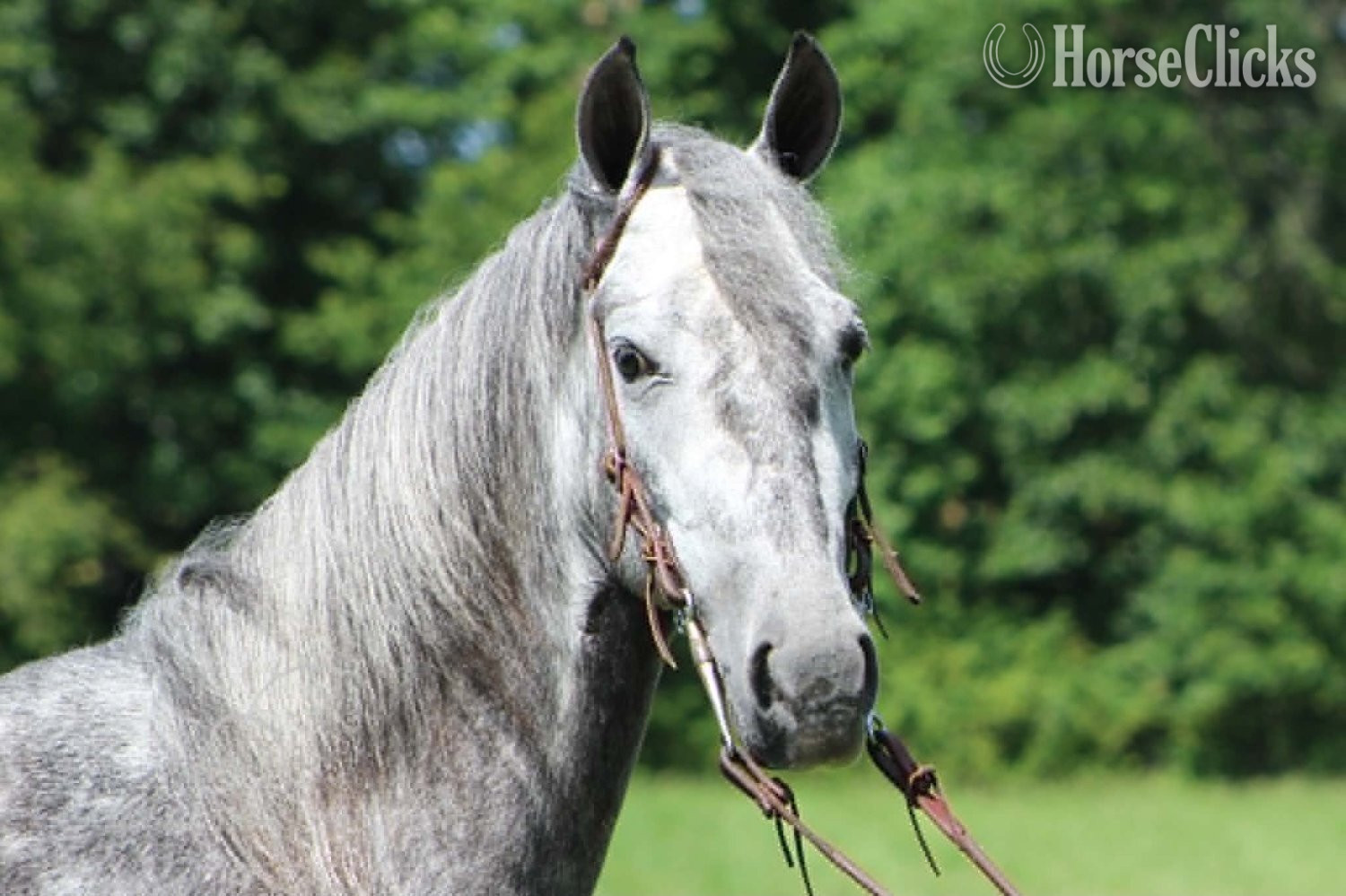 "BELLA VISTA" Grey Gelding Tennessee Walker Kentucky