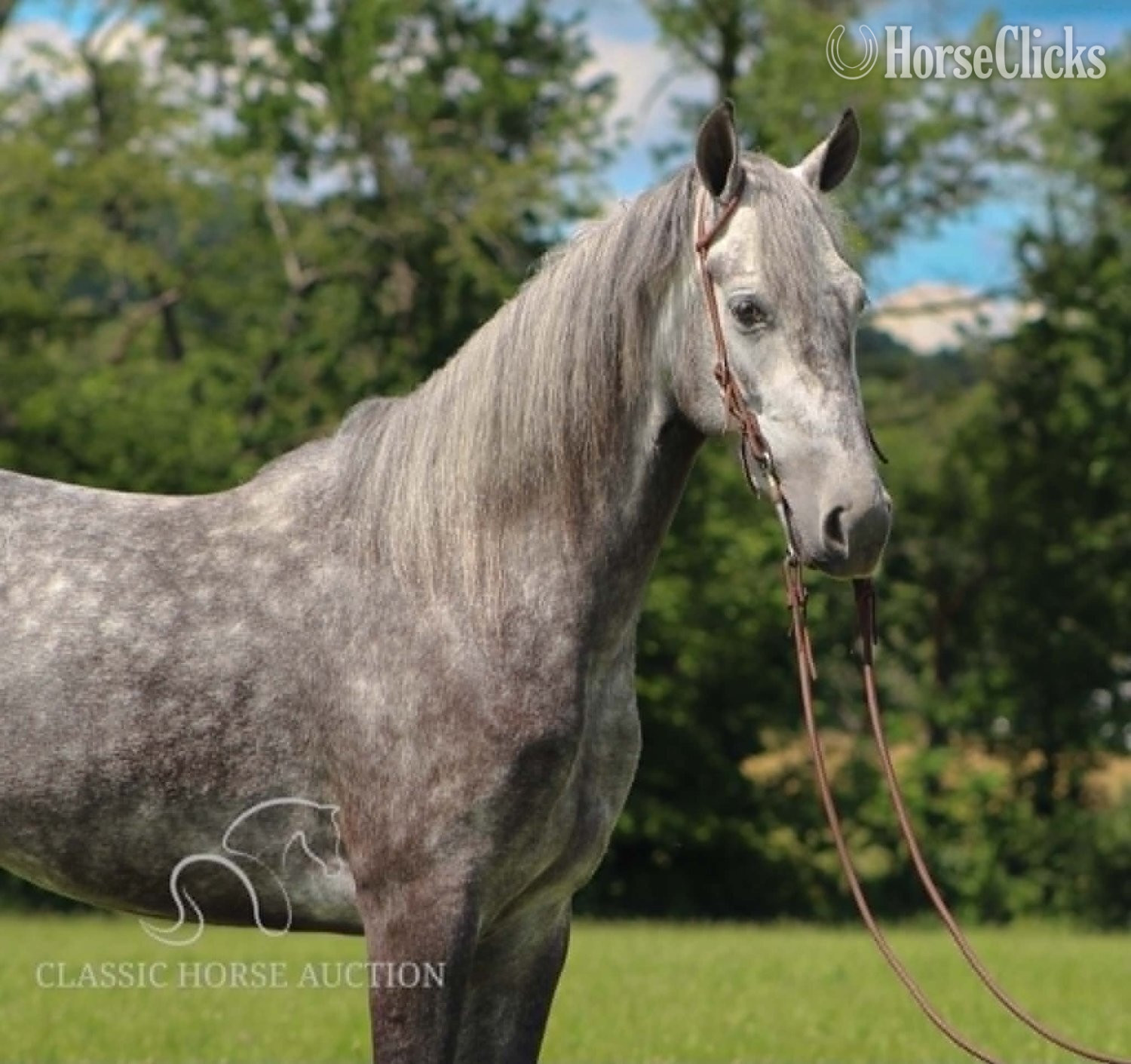 Tennessee Walker - "BELLA VISTA" Grey Gelding Tennessee Walker in Kentucky